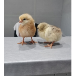 kuriatka Gazdovská Hempširka 3D